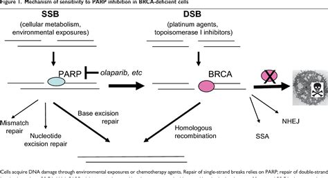 The germline mutational landscape of BRCA1 and BRCA2 in 